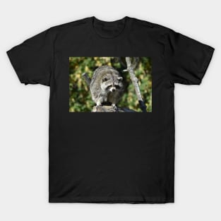 Fat Raccoon T-Shirt